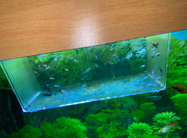 80 mollies 15 platys