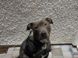 Beautiful 10 month staffy x English bull