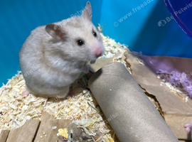 Syrian Hamster Baby females
