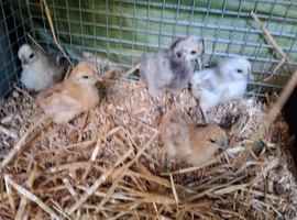 Arucana and Silkie chicks available