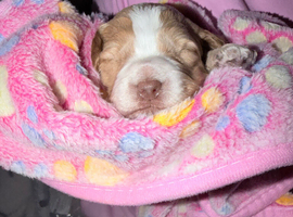 Cockapoo puppies for sale