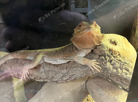 Bearded dragon and viv