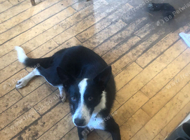 Border collie male