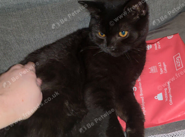 Rare Cinnamon British Shorthair