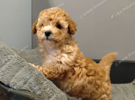 Toy poodle (read description)