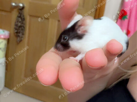 Mouse needs new group