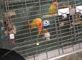 Pair of love birds