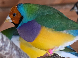 Gouldian Finches for sale