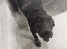 Black lab male