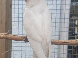 Beautiful colours budgies available *Summer Sale*