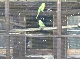 Indian ringneck