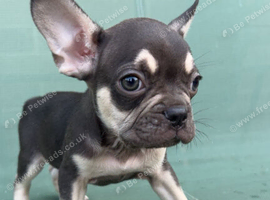 5 French bulldogs puppies *last boy left *