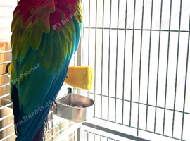 Male Green-winged Macaw with complete setup