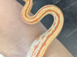 Tessera corn snake for sale in southeast London SE7