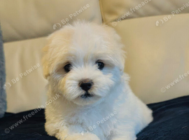 Maltese puppies 2 girls