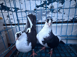 Galati Roller Pigeons &ndash; Few Pairs for Sale