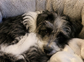 Beautiful jackapoo puppy