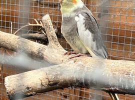Cockatiel