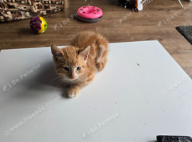 One ginger male kitten up for sale due to time waster