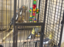 Baby cocktails