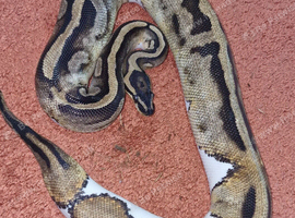 Pied royal python