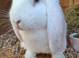 Pure bred vaccinated french lops