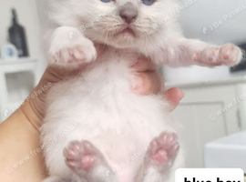 Ragdoll kittens for sale