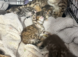 Bengal x kittens