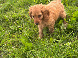 Cockapoo pups