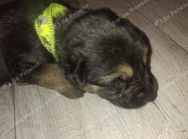 GSD Puppies