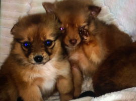 Pomchi