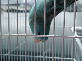 Turquoise linolated parrokeet