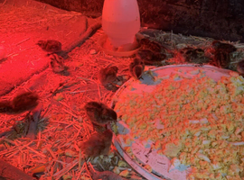&pound;2 Japanese /Coturnix Quail chicks (day old)
