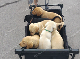 4 gorgeous Labrador boys