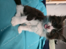 Adorable Ragdoll Mix kittens