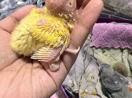 Baby lovebirds