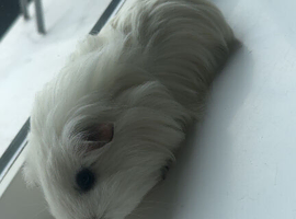 Two lovely female guinea pigs