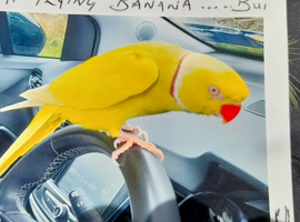 Lutino Indian ringneck