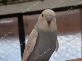 Baby White-Faced Sky Blue Budgie