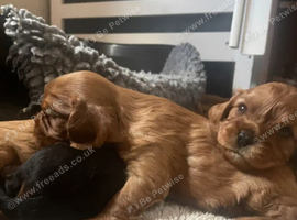 Beautiful Cavalier King Charles Spaniel Puppies &ndash; 2 Males & 1 Female