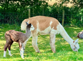 Perfect starter herd for Alpaca breeding -  Striking colours