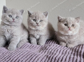 GCCF Lilac kittens