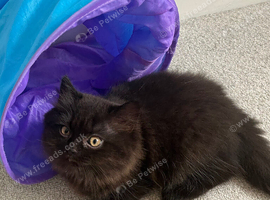 Chocolate/black persian x british longhair boy