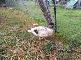 Male call ducks