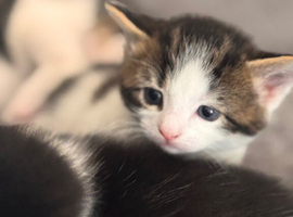 3 beautiful kittens for sale