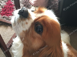 Wanted cavalier or cavapoo