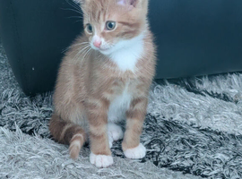 Kitten ready to leave now