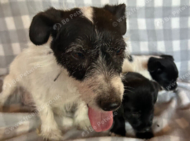 Jack Russell puppies