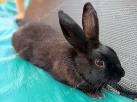 Female rabbit