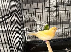 Canary
